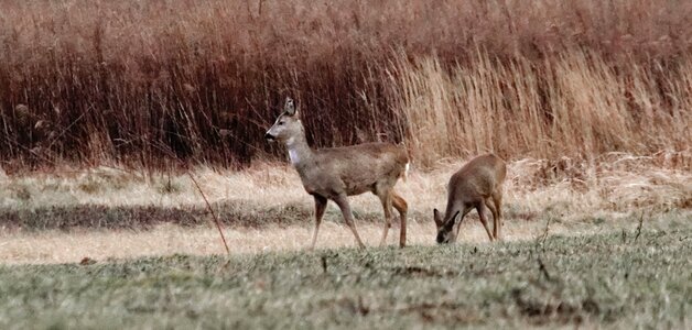 Free stock photo of deer, roe photo