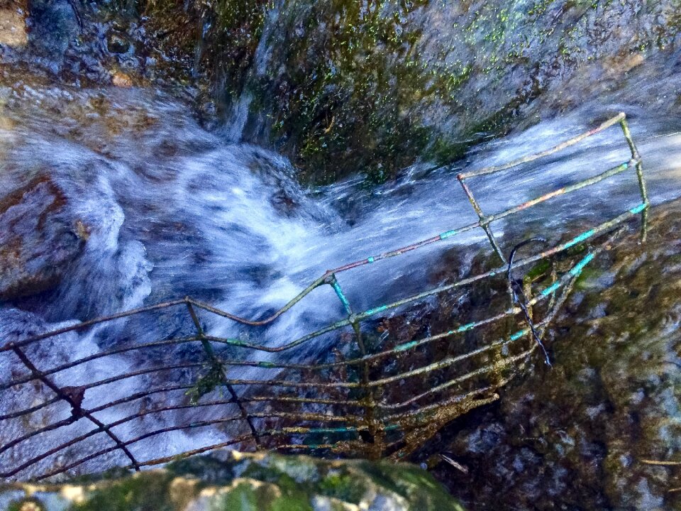 Free stock photo of nature, water, wild