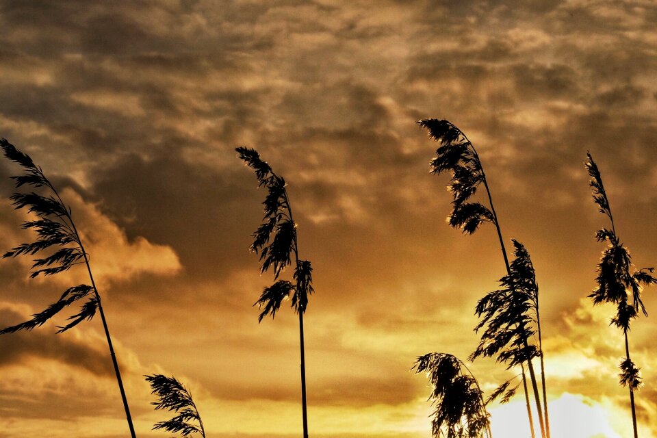 Free stock photo of clouds, nature, reed