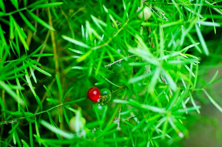 Free stock photo of green, plants, red photo