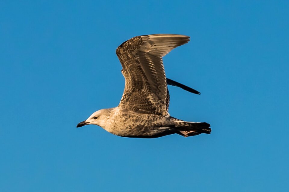 Free stock photo of flight, seagull