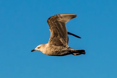 Free stock photo of flight, seagull photo