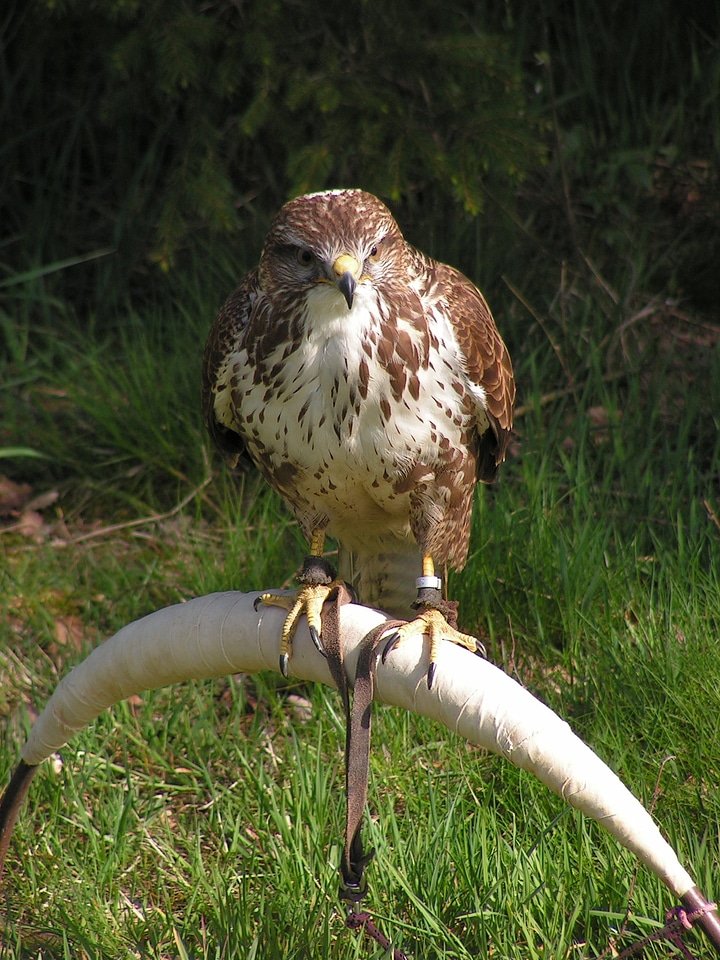 Training breeding raptors sitting