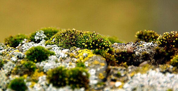 Free stock photo of lichens, macro, mosses photo