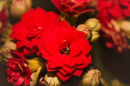 Free stock photo of close, flowers, red photo