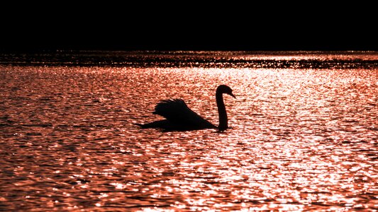 Free stock photo of nature, sunset, swan