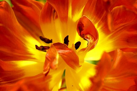 Free stock photo of flower, tulip, tulip petals photo