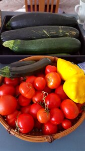 Free stock photo of backyard, cucumber, tomatoes photo