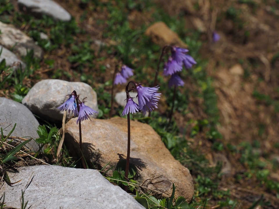 Violet flowers bloom