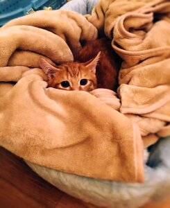 Orange Tabby Cat on Brown Textile photo