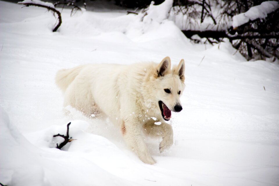 Free stock photo of animal, dog, snow
