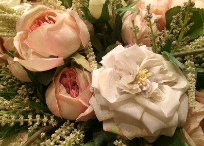 Free stock photo of carpi, flowers, fossoli