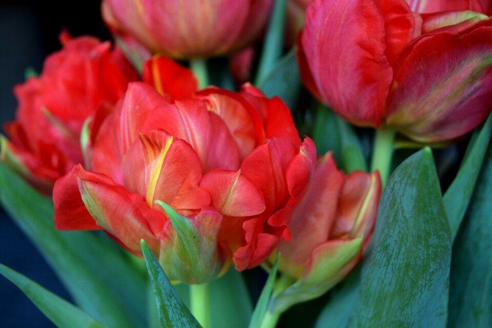Free stock photo of flowers, tulips
