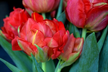 Free stock photo of flowers, tulips photo