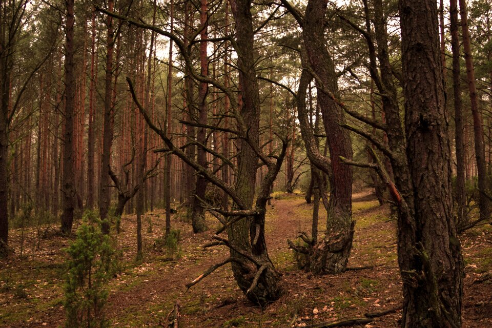Free stock photo of forest, kampinos, nature