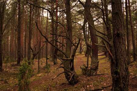 Free stock photo of forest, kampinos, nature