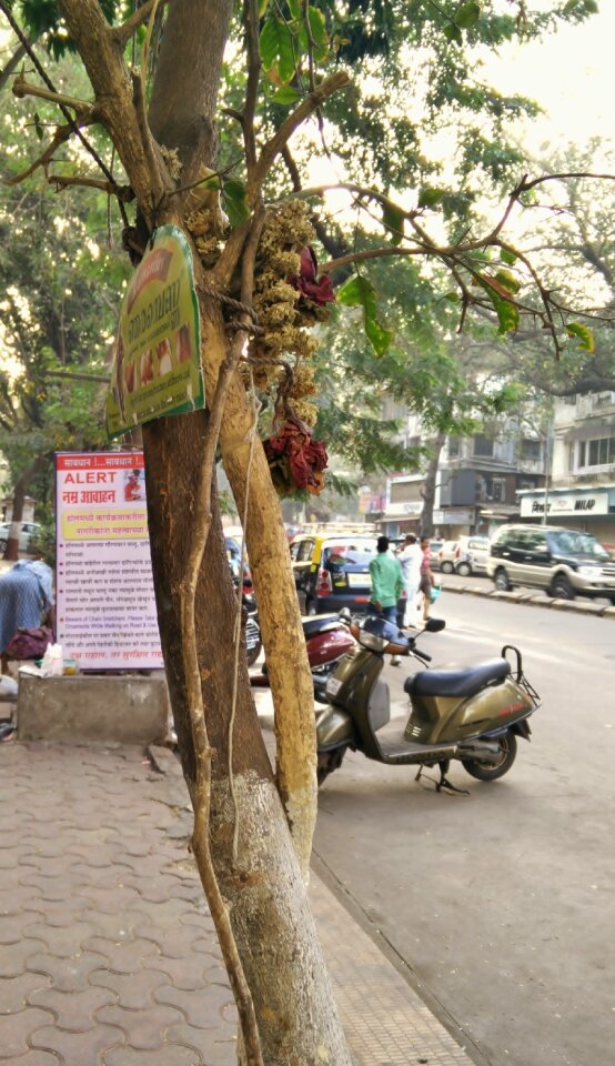 Free stock photo of 365 photos, matunga, mumbai