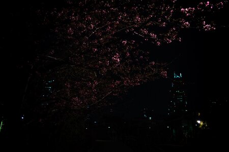 Free stock photo of cherryblossom, japan, sakura