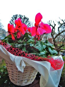Free stock photo of carpi, flowers, fossoli