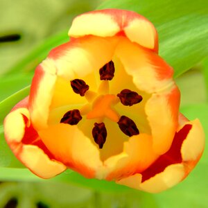 Free stock photo of flower, plant, tulip