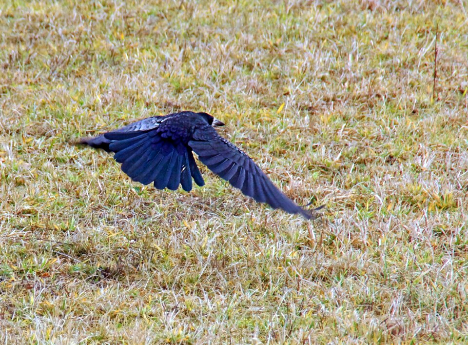 Free stock photo of crow, rook