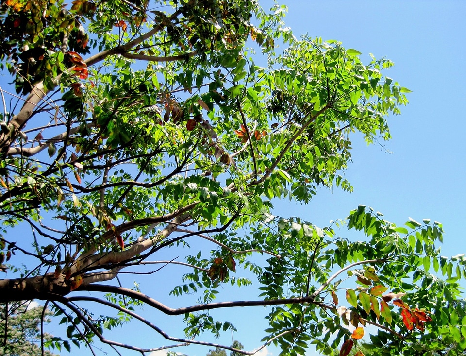 Agriculture outdoors environment