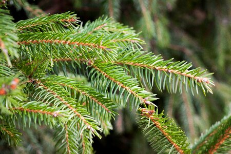 Free stock photo of green, pine, tree