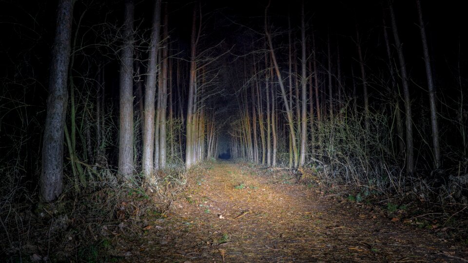 Free stock photo of forest, nature, night