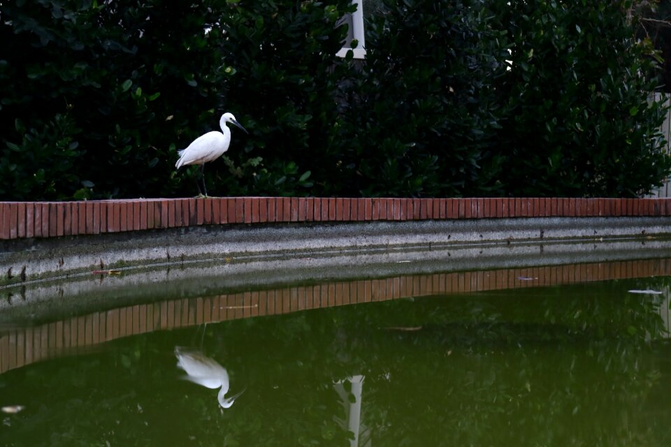 Free stock photo of brid, Taipei