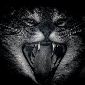 Free stock photo of cat