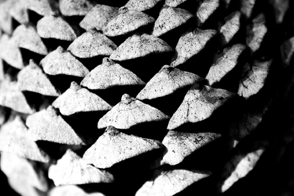 Free stock photo of china, detail, nature