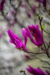 Free stock photo of first bloom, flowers, spring coming photo