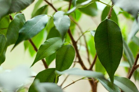 Free stock photo of green, plant photo