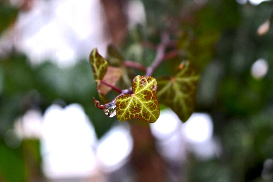 Free stock photo of ivy, rain, raindrop
