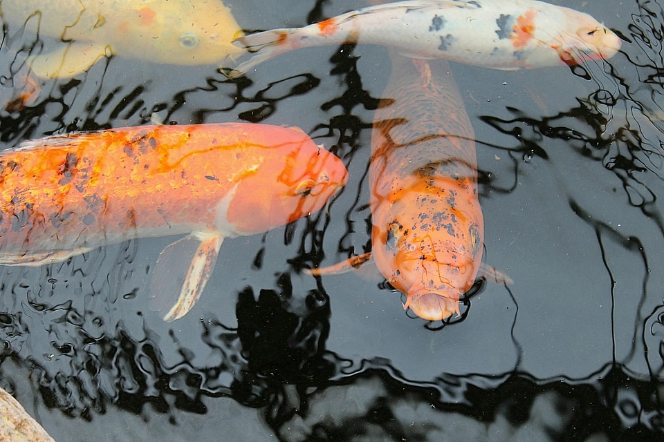 Koi cyprinus carpio koikarpfen