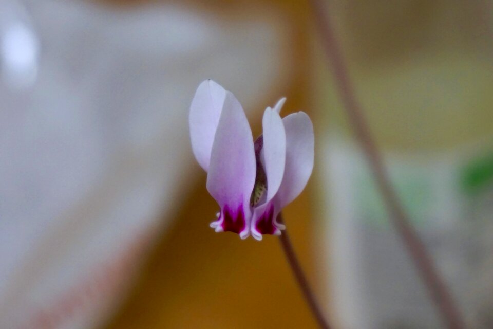 Free stock photo of flower