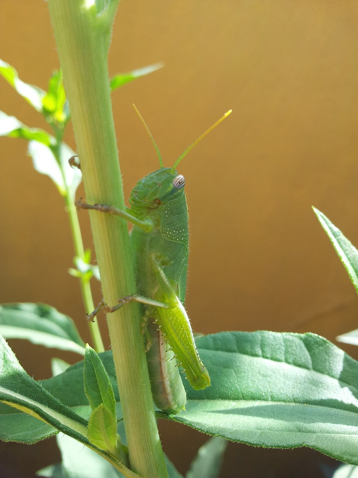 Animals nature macro