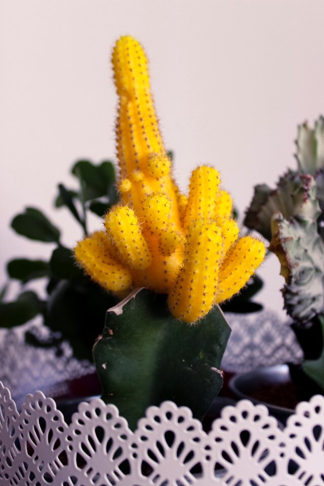 Free stock photo of cactus, green, yellow