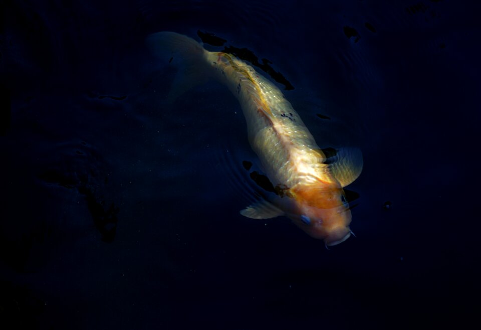 Free stock photo of fish photo