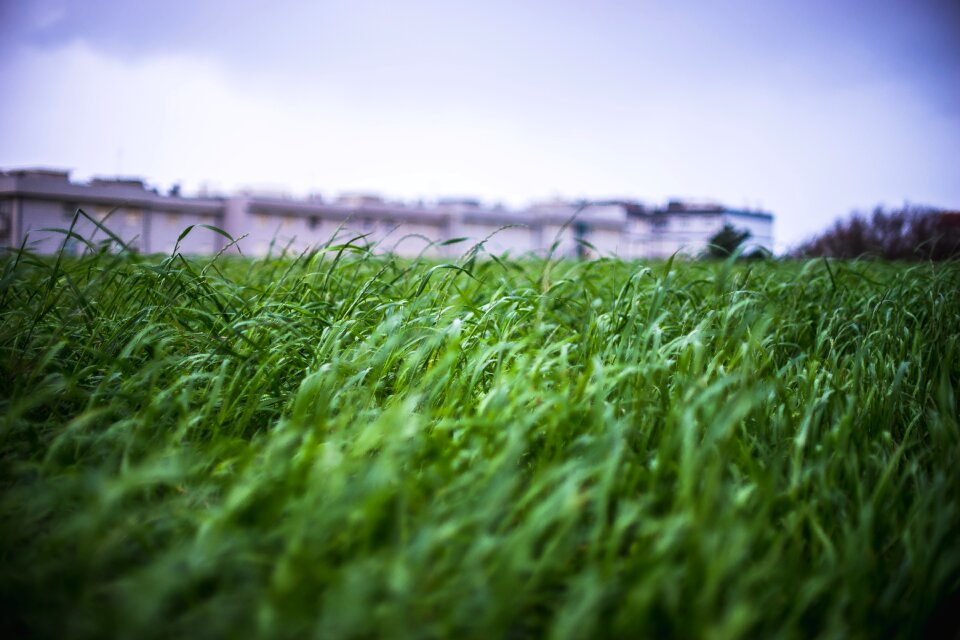 Free stock photo of agriculture, blur, close-up