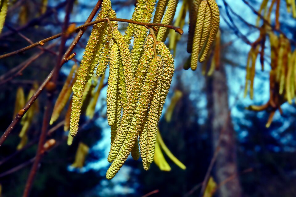 Free stock photo of common hazel, hazelnuts, plants
