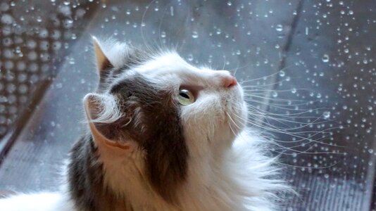 Free stock photo of cat, djakuma, rain photo