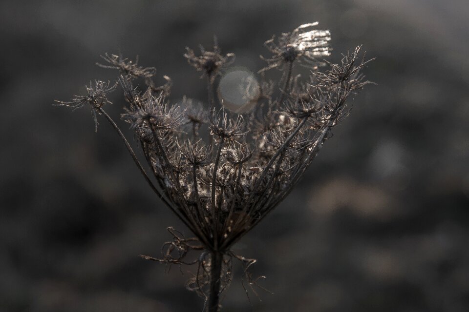 Free stock photo of light, meadow, plant