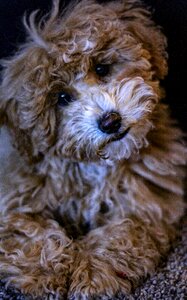 Free stock photo of eyes, fur, poochon