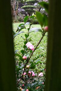 Free stock photo of flower