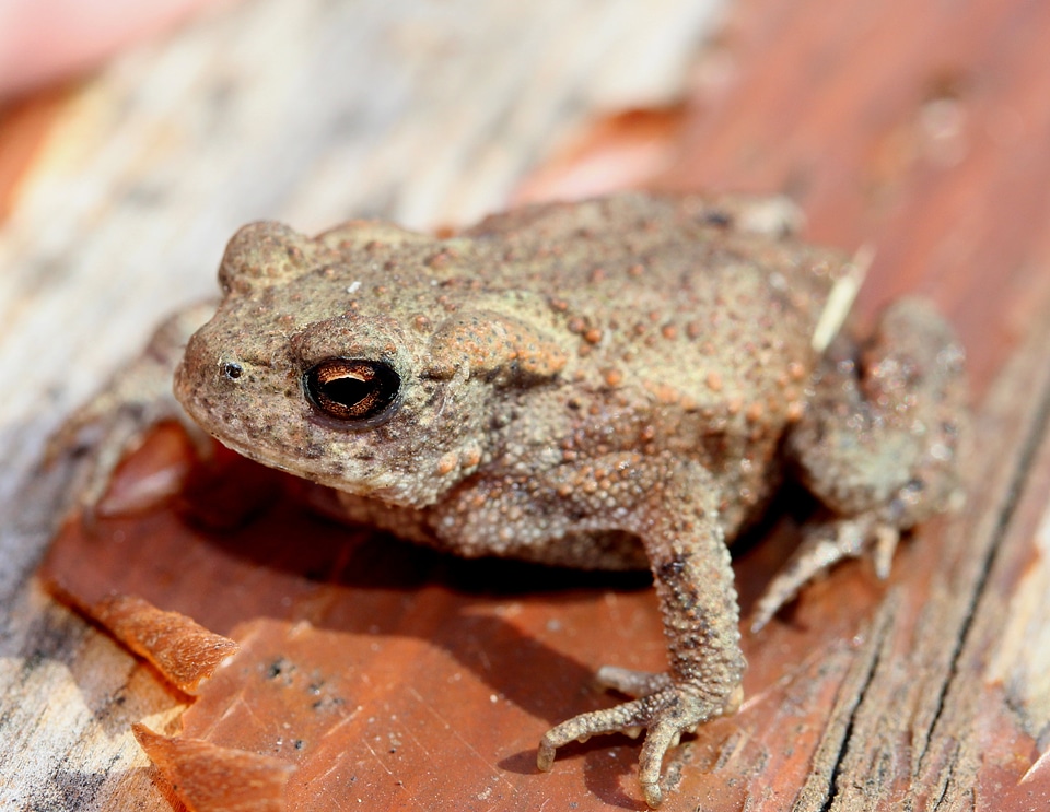 Frog animals amphibian