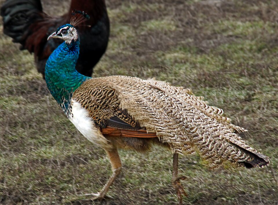 Free stock photo of livestock, peacock