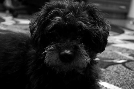 Free stock photo of animal, black, dog