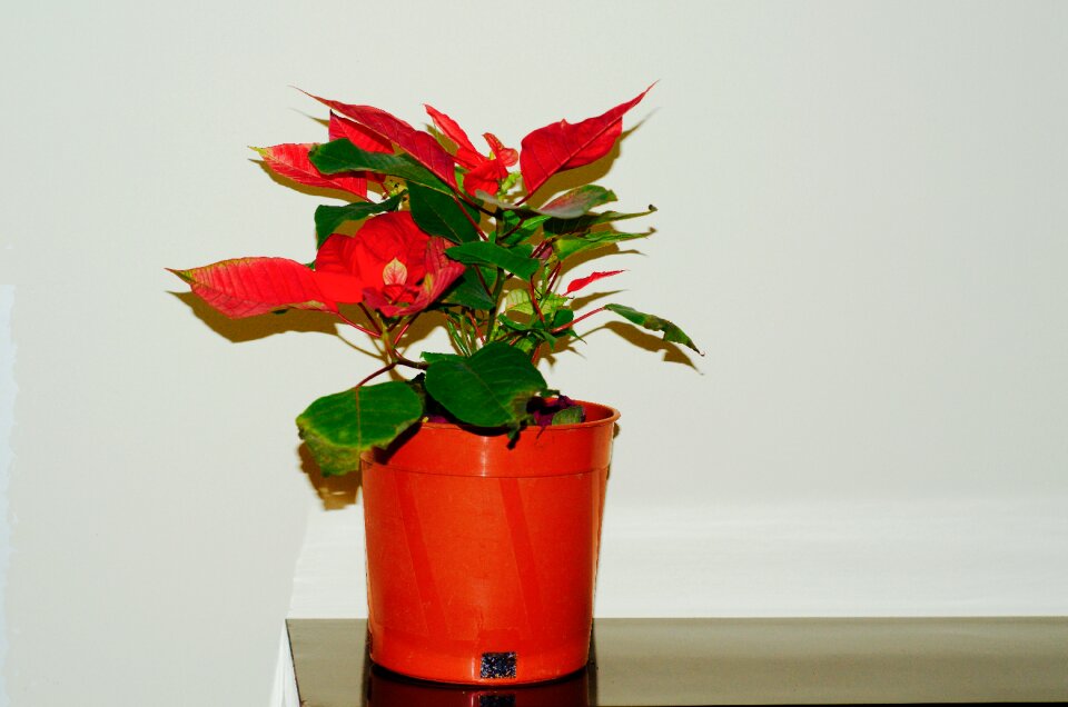 Free stock photo of christmas, colorful, flower