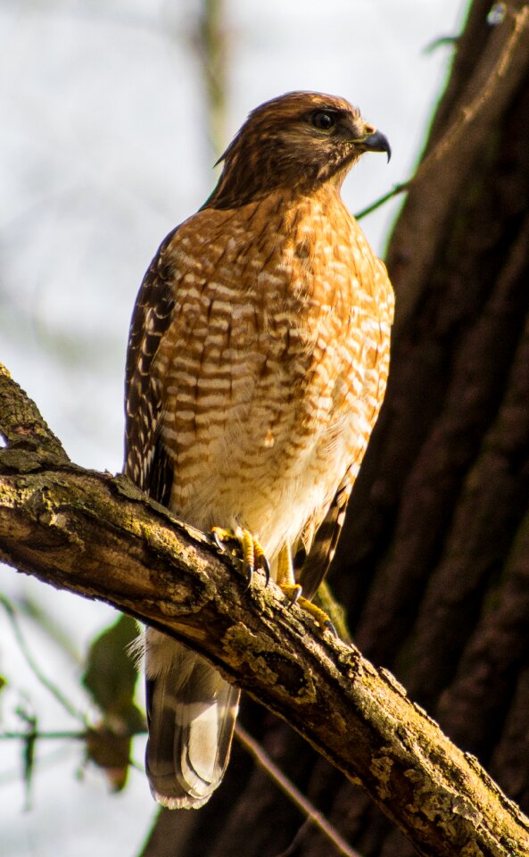 Free stock photo of canon, hawk, nature